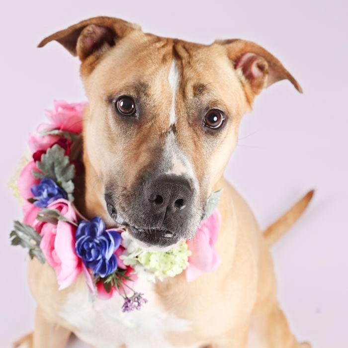 Ruthie, Adult Female American Staffordshire Terrier