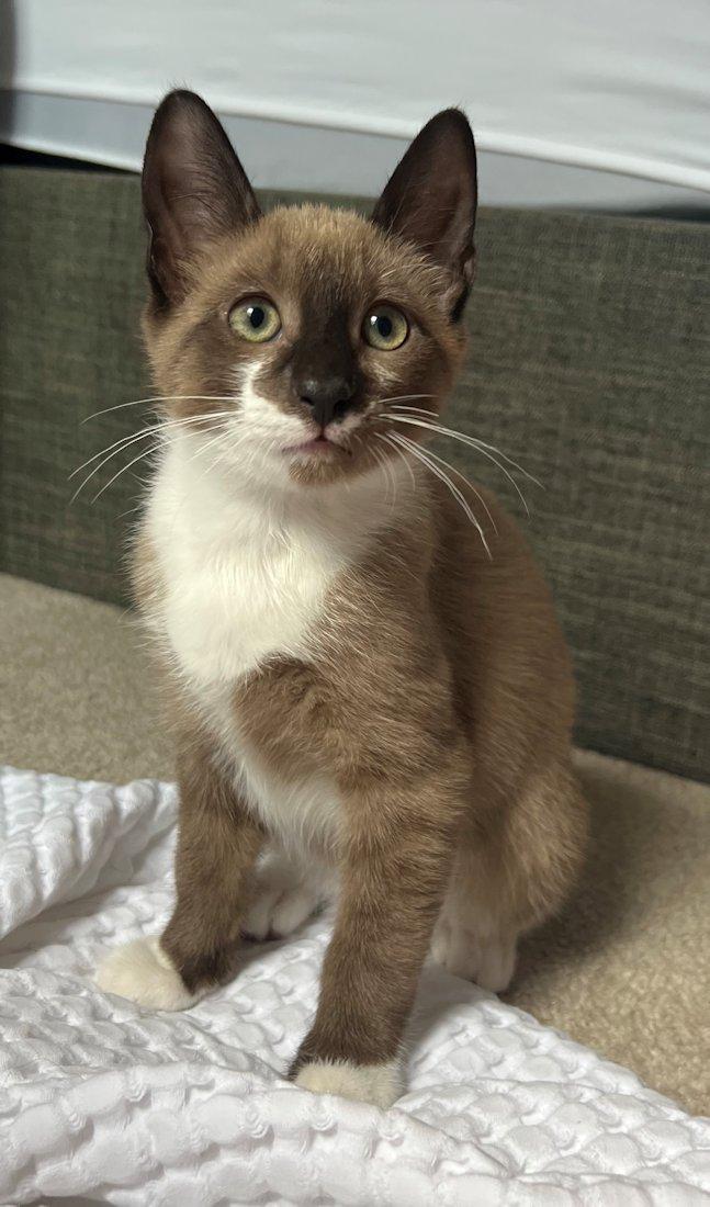 Hugo, Roman, Grace, Hazel, an adoptable mixed breed in White Bear Lake, MN image 2/5