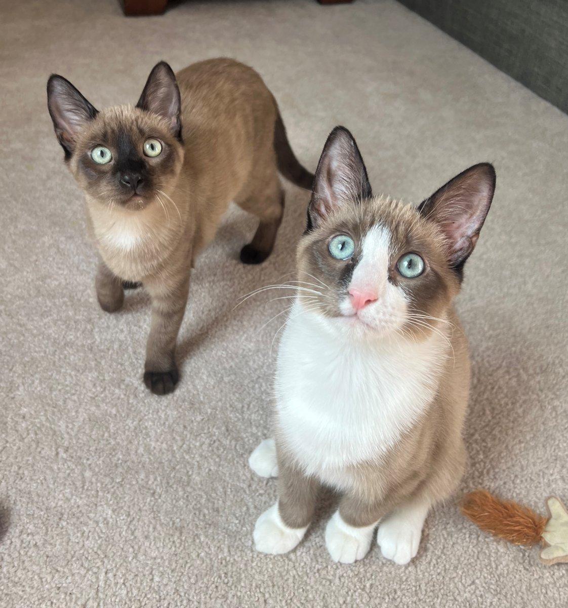 Hugo, Roman, Grace, Hazel, adoptable, Kitten Female Siamese.