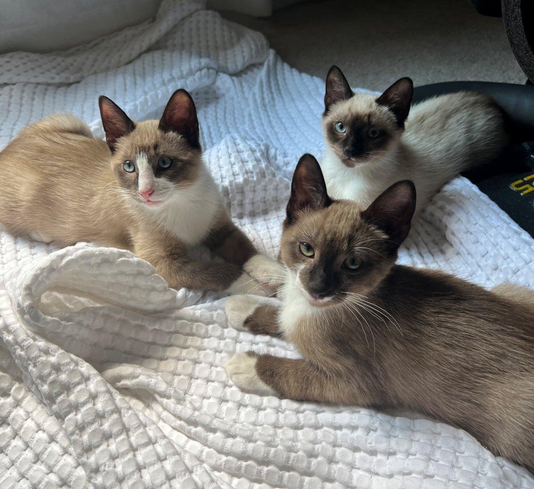 Hugo, Roman, Grace, Hazel, an adoptable mixed breed in White Bear Lake, MN image 6/6