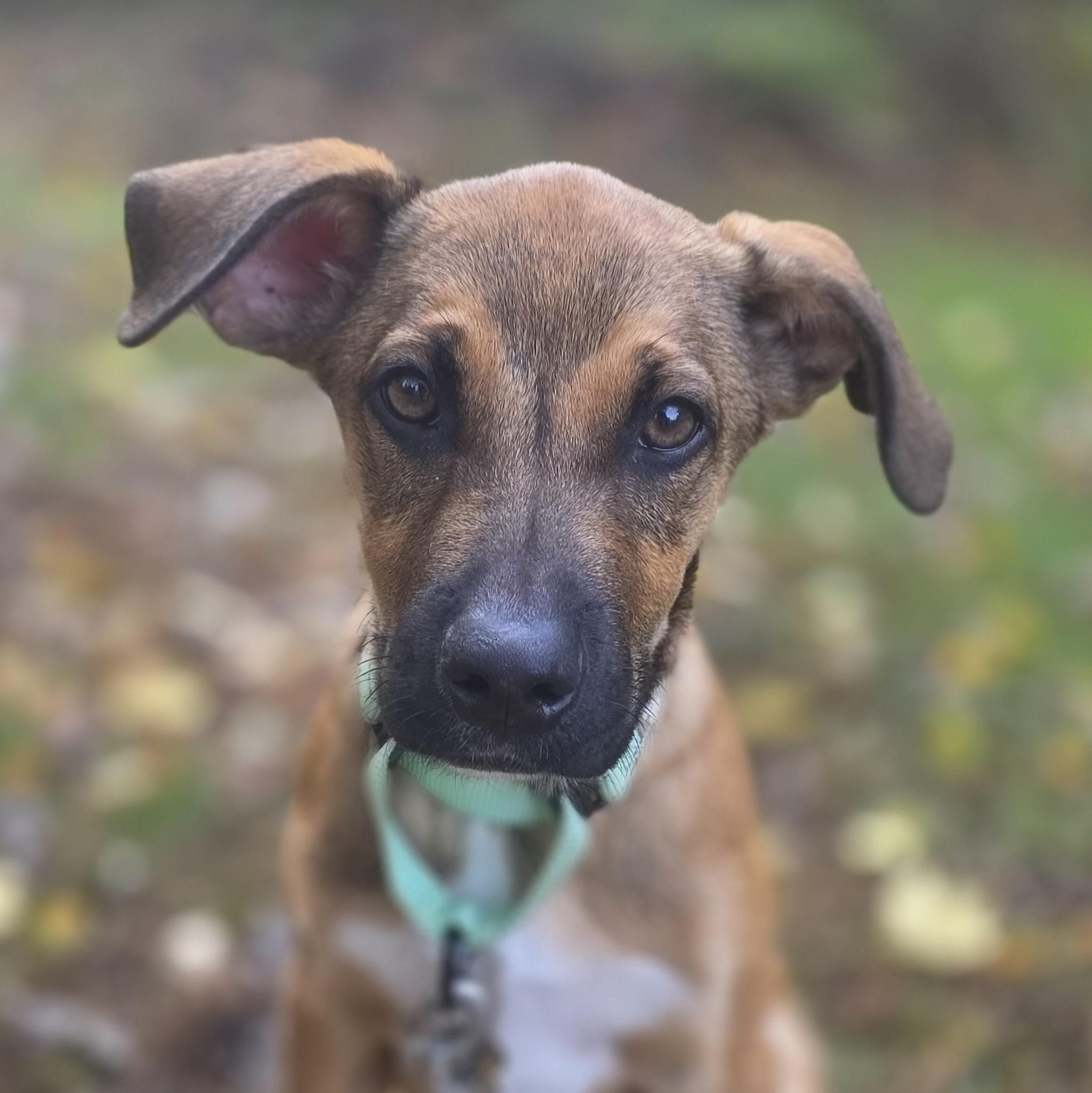 Ajax, Adoptable, Puppy Male Hound.