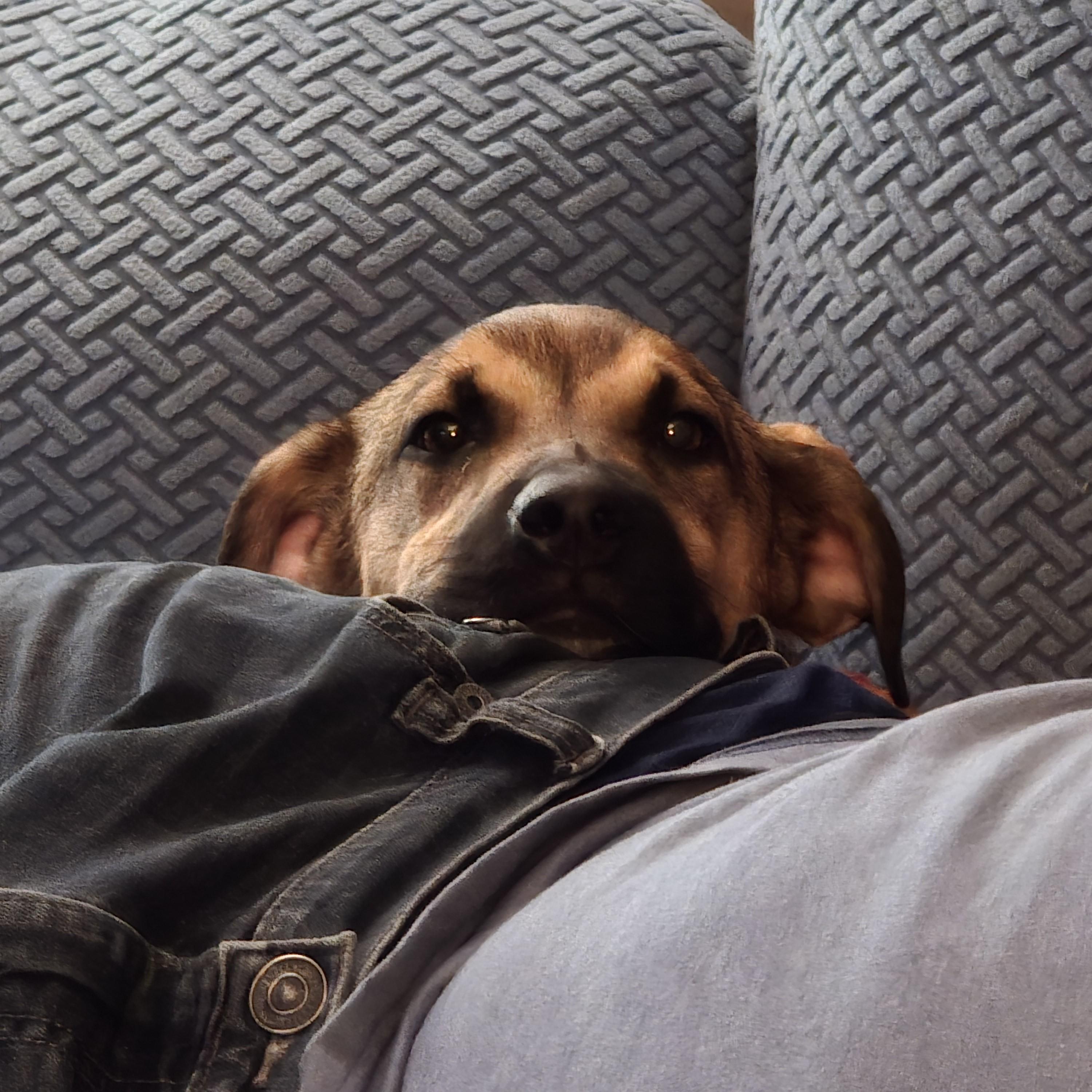 Ajax, a Adoptable mixed breed in Albany, NY image 2/6