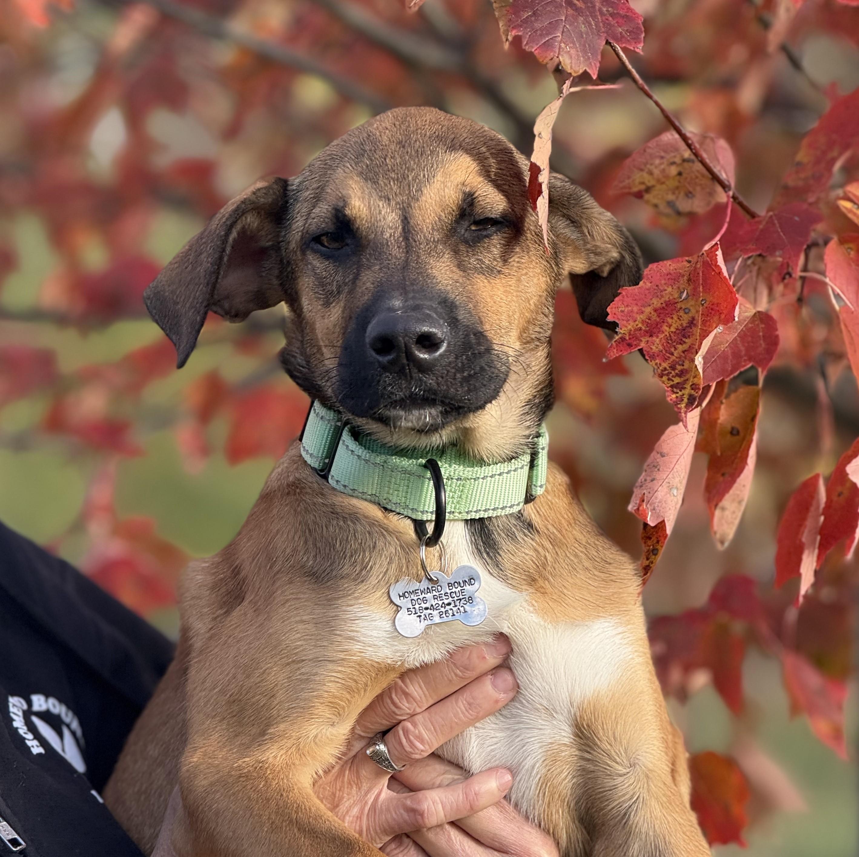 Ajax, a Adoptable mixed breed in Albany, NY image 6/6