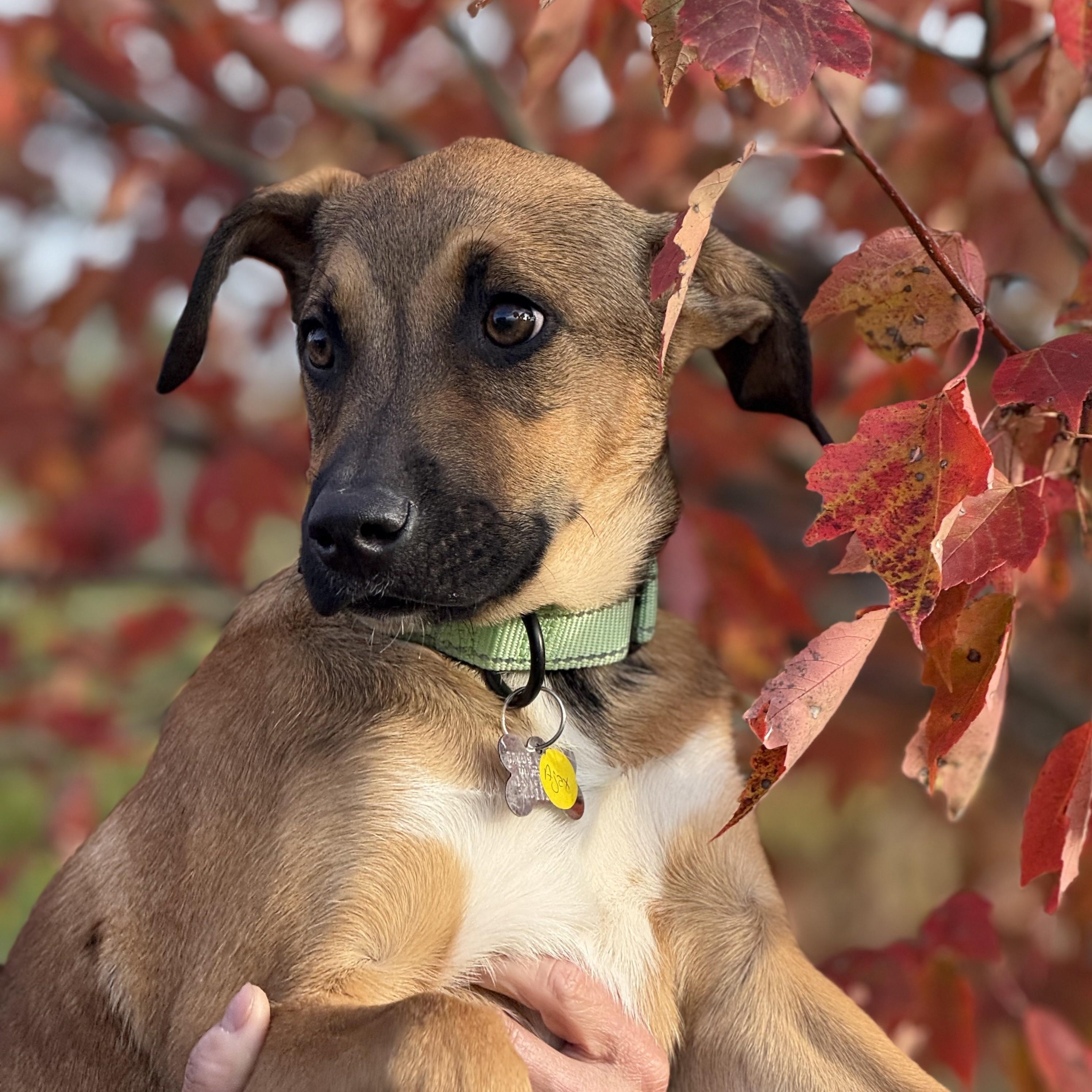 Ajax, a Adoptable mixed breed in Albany, NY image 3/6