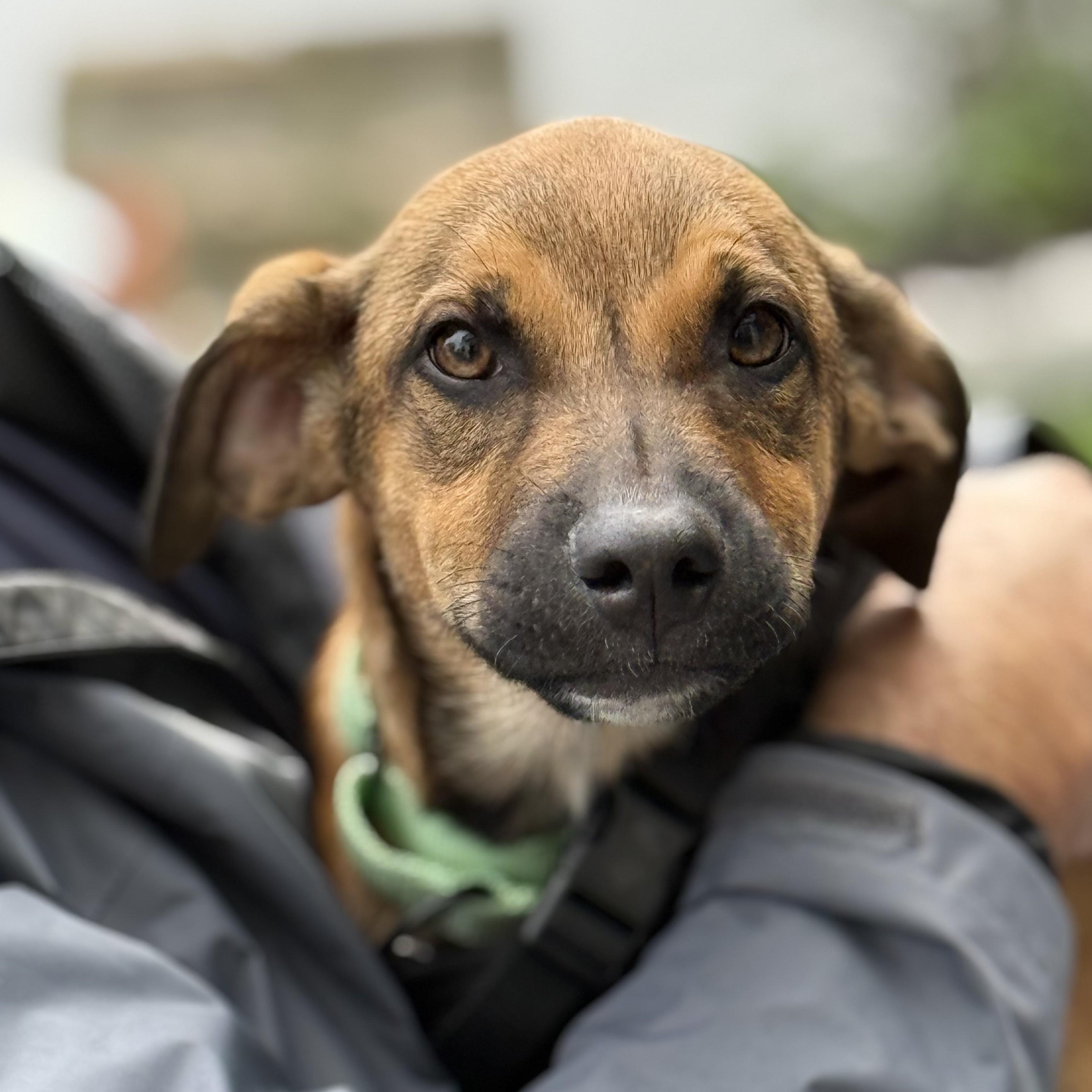 Ajax, a Adoptable mixed breed in Albany, NY image 4/6