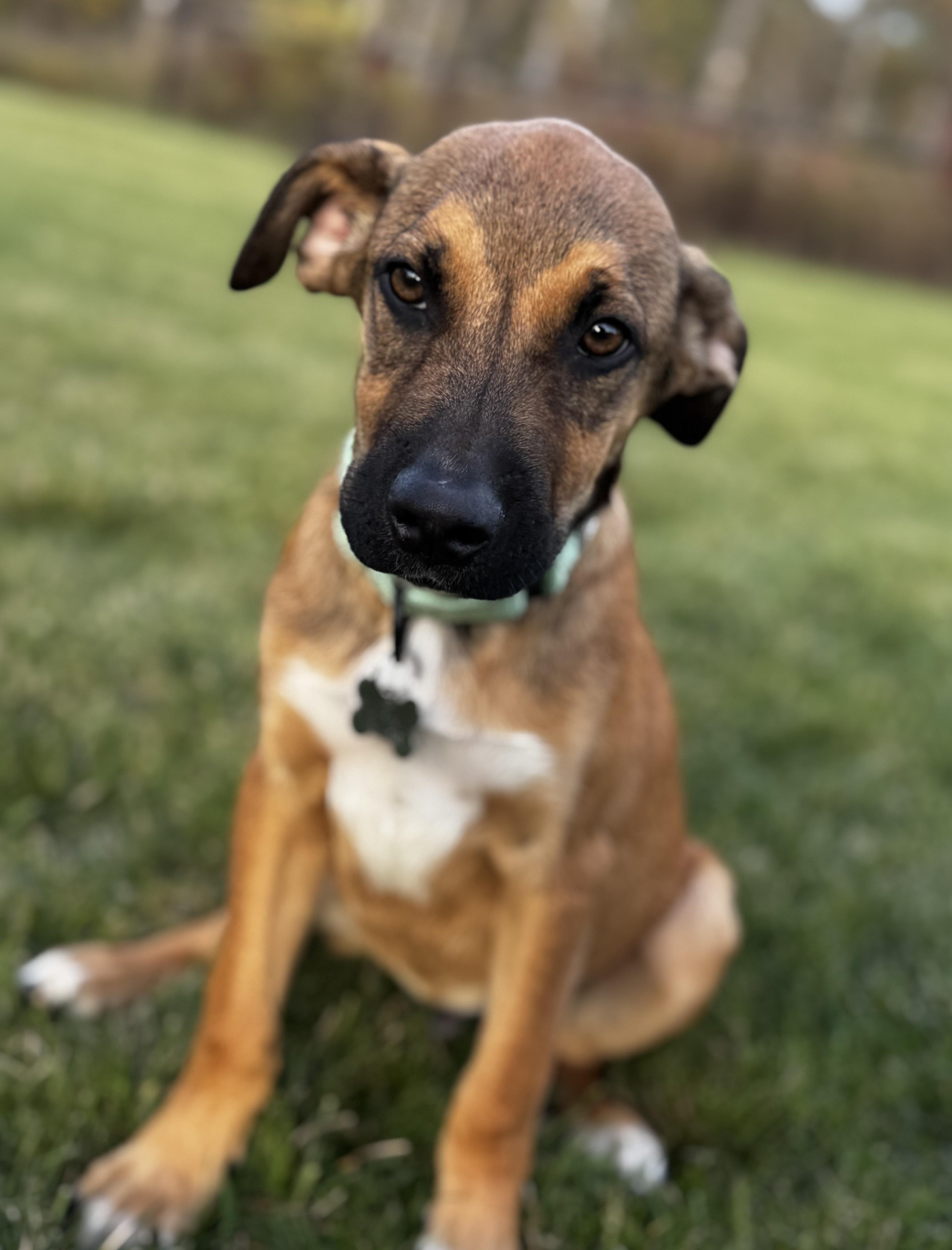 Ajax, a Adoptable mixed breed in Albany, NY image 5/6