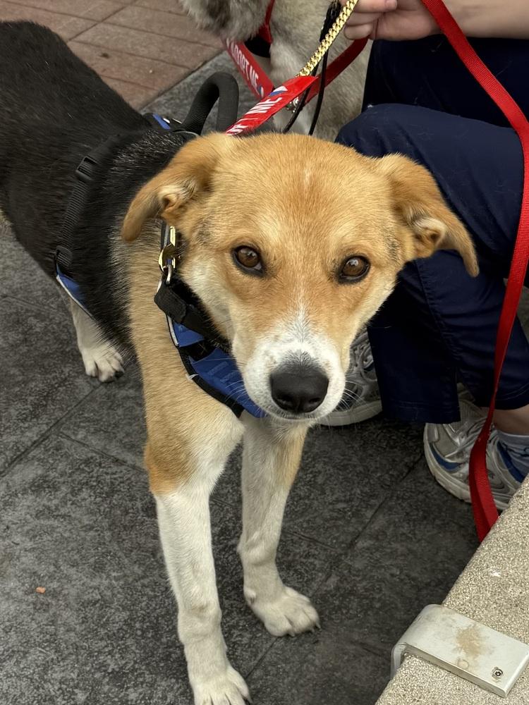 Axel, a Adoptable mixed breed in Bolivar, MO image 1/2