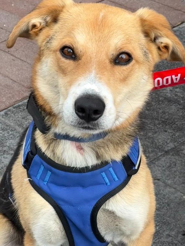 Axel, a Adoptable mixed breed in Bolivar, MO image 2/2