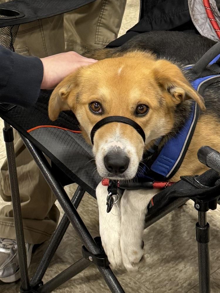 Enlarge Axel, a Adoptable mixed breed in Bolivar, MO image 2/4