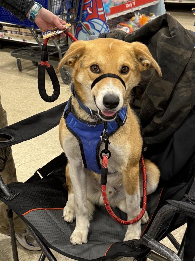 Enlarge Axel, a Adoptable mixed breed in Bolivar, MO image 4/4