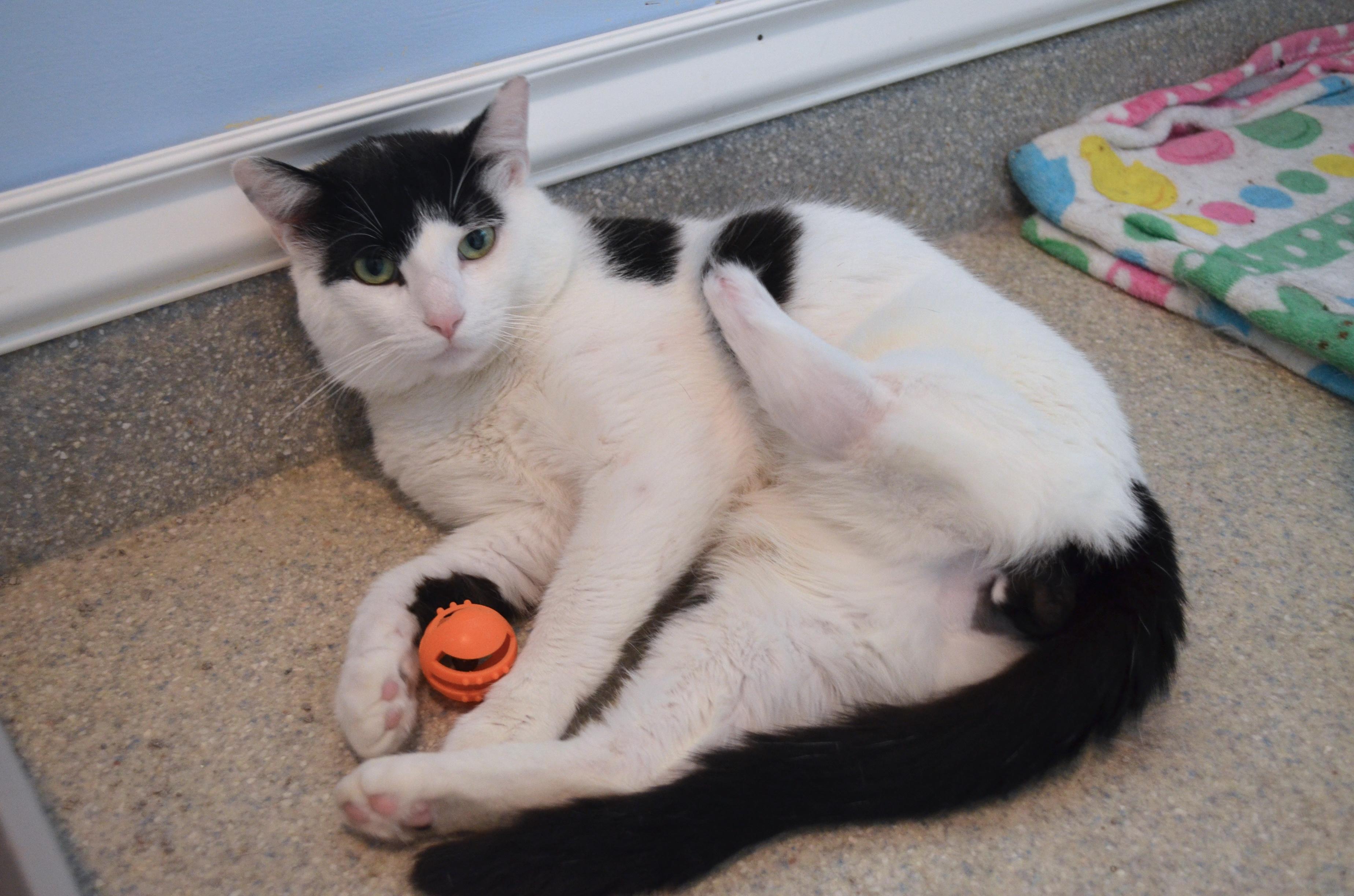 Enlarge Marty & Sock, a ADOPTABLE Domestic Short Hair in Westbrook, CT image 6/6