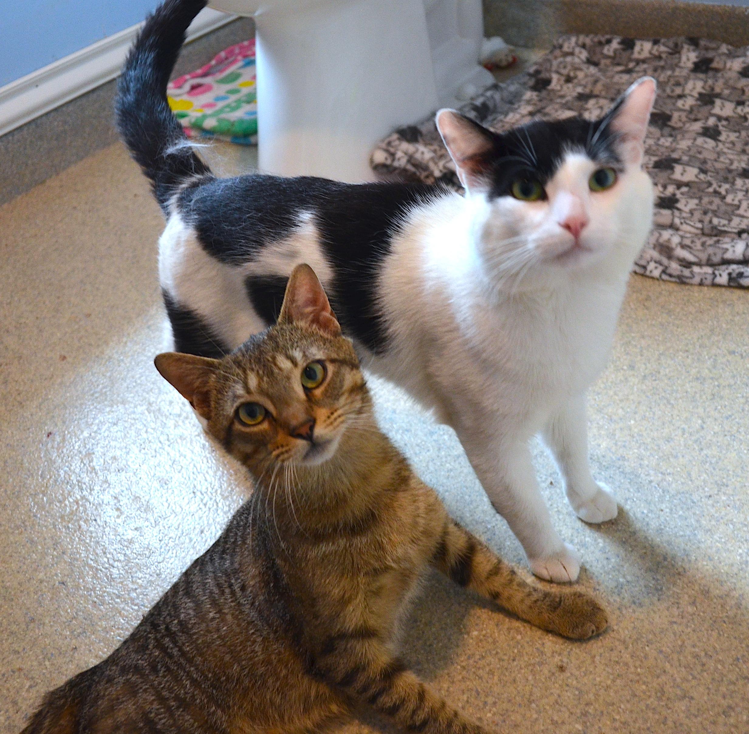 Marty & Sock, ADOPTABLE, Young Male Domestic Short Hair.