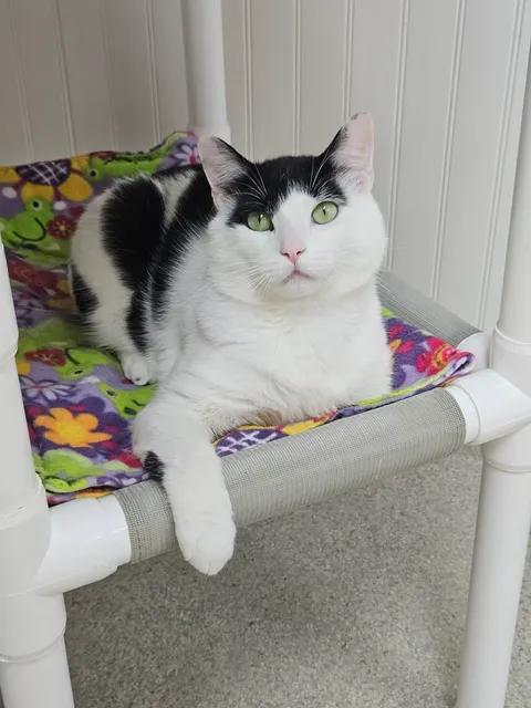 Enlarge Marty & Sock, a ADOPTABLE Domestic Short Hair in Westbrook, CT image 2/6