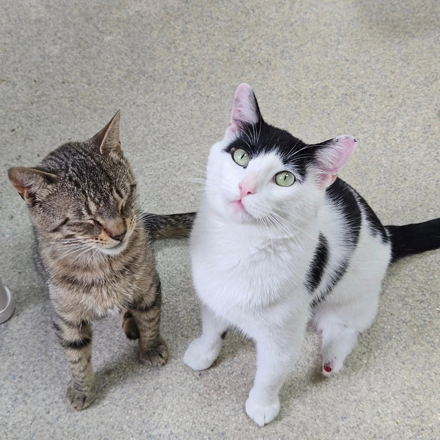 Marty & Sock, a ADOPTABLE Domestic Short Hair in Westbrook, CT image 1/6