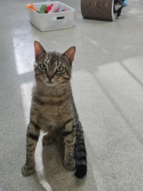 Enlarge Marty & Sock, a ADOPTABLE Domestic Short Hair in Westbrook, CT image 3/6