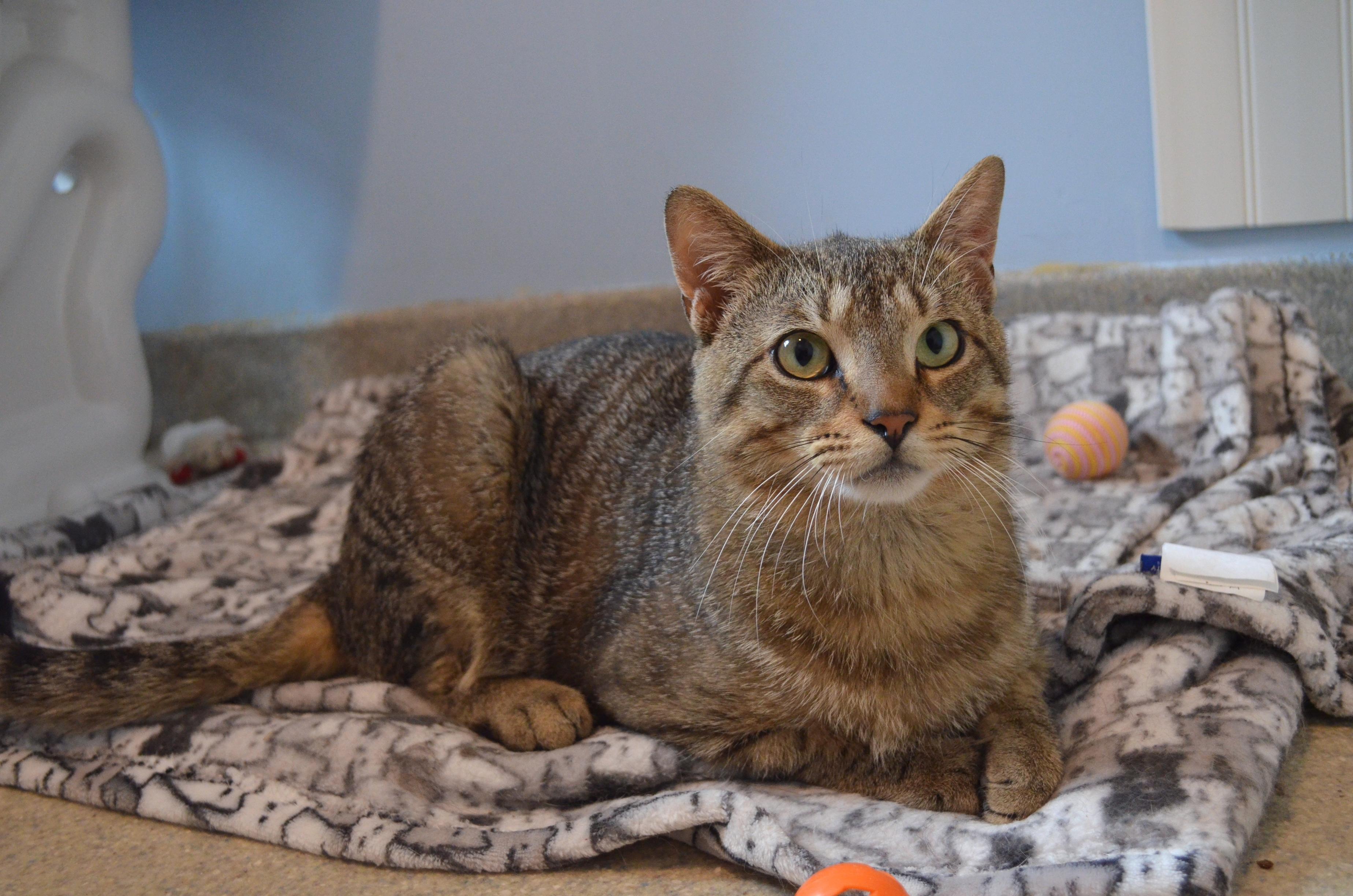 Enlarge Marty & Sock, a ADOPTABLE Domestic Short Hair in Westbrook, CT image 5/6