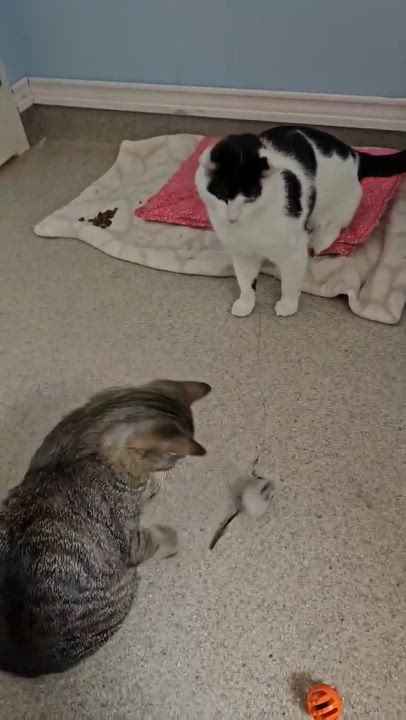 Enlarge Marty & Sock, a ADOPTABLE Domestic Short Hair in Westbrook, CT video 4/6