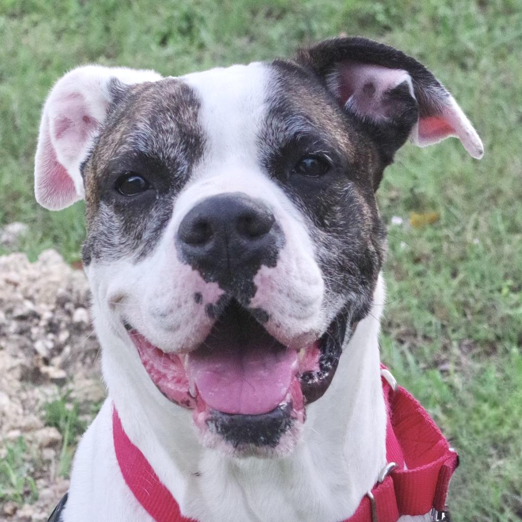 Sugar, Adoptable, Senior Female Boxer.