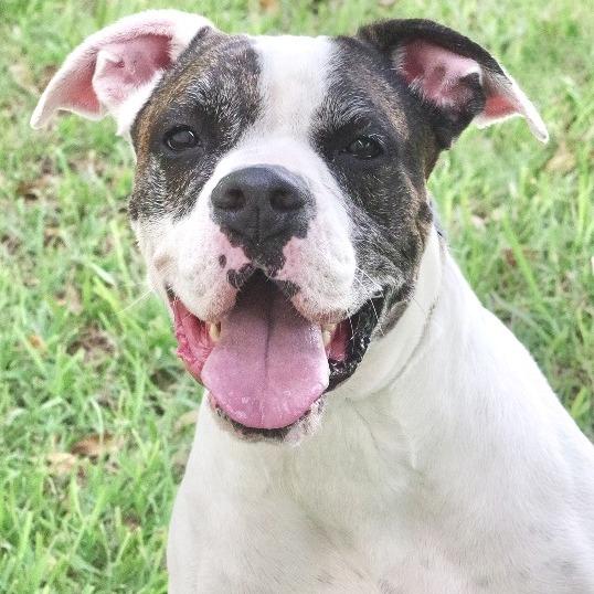 Sugar, Adoptable, Senior Female Boxer.