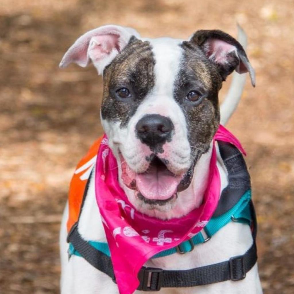 Enlarge Sugar, a Adoptable mixed breed in Miami, FL image 1/6