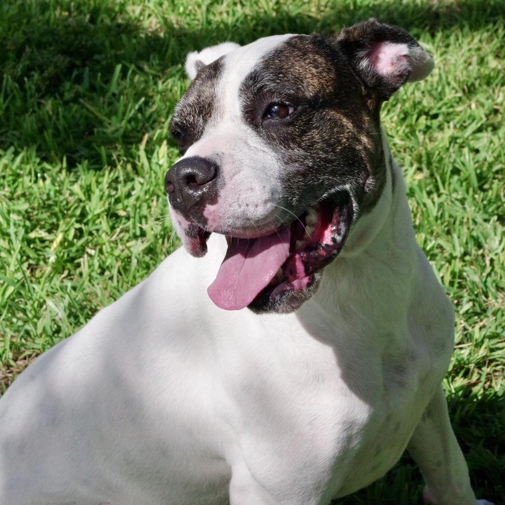 Enlarge Sugar, a Adoptable mixed breed in Miami, FL image 6/6