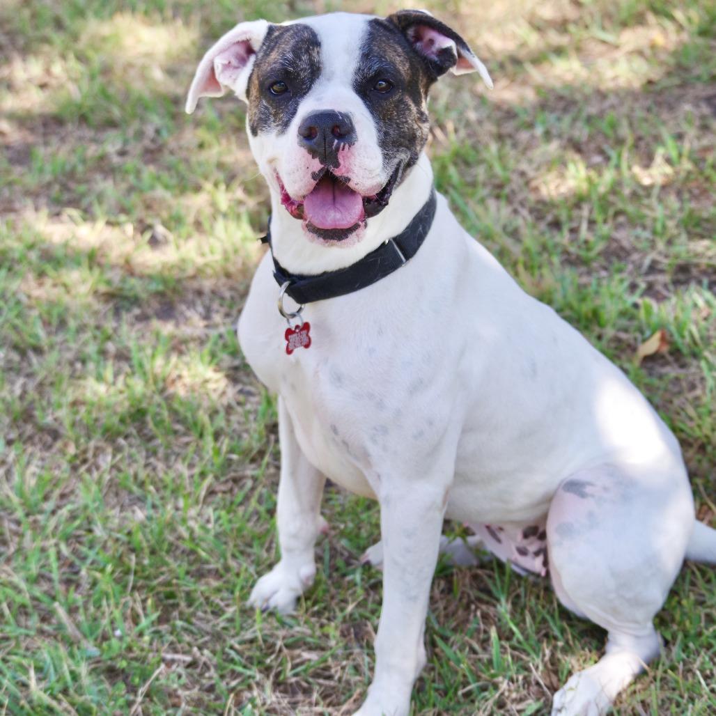 Enlarge Sugar, a Adoptable mixed breed in Miami, FL image 6/6