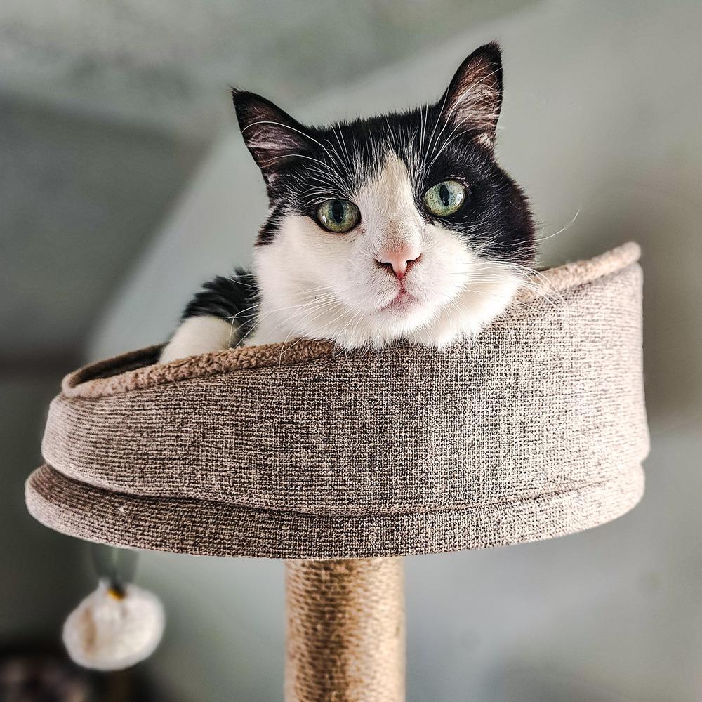 Roo, Adoptable, Adult Male Domestic Short Hair.