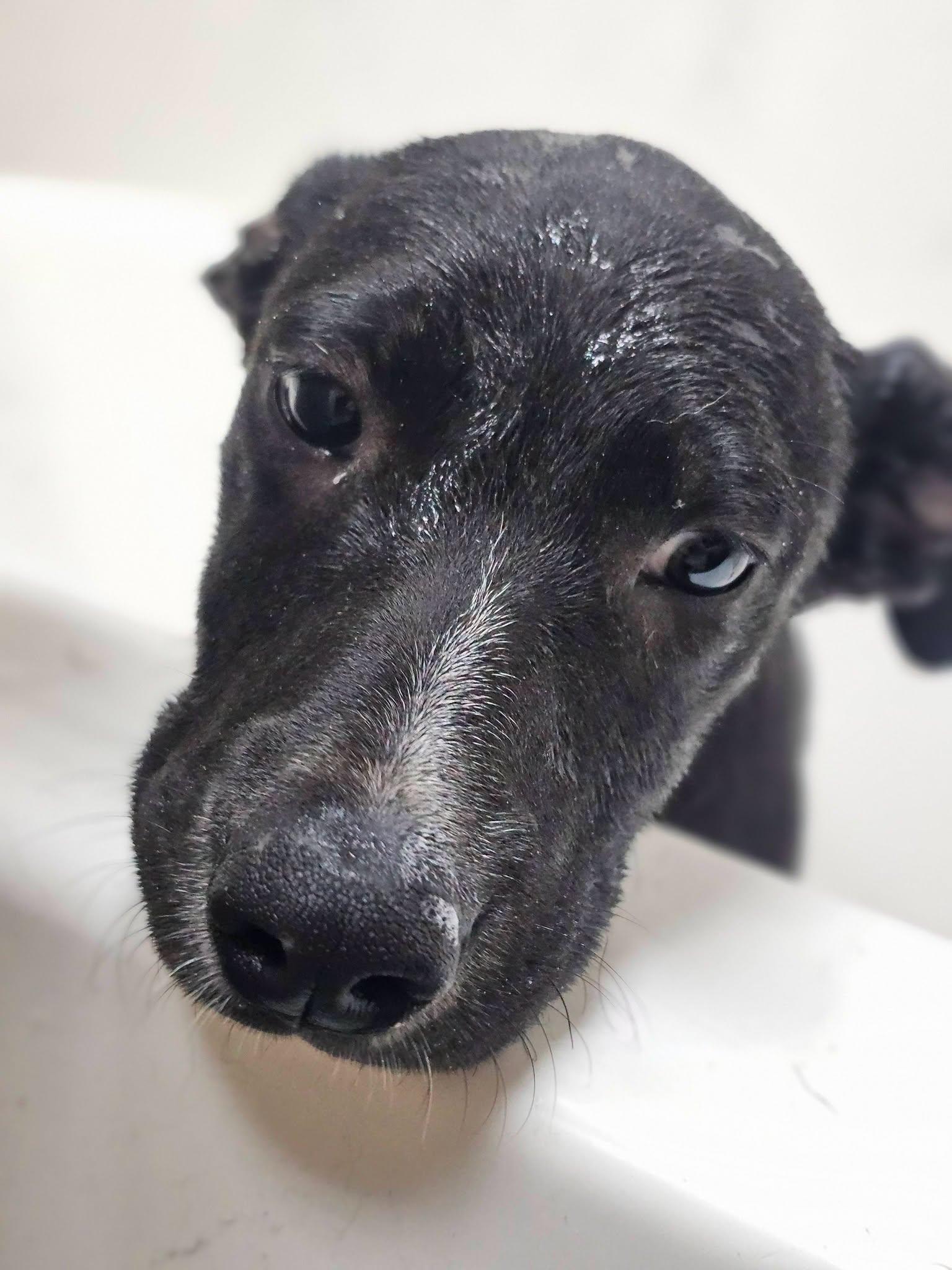 Bumble, adopted, Young Male Black Labrador Retriever.