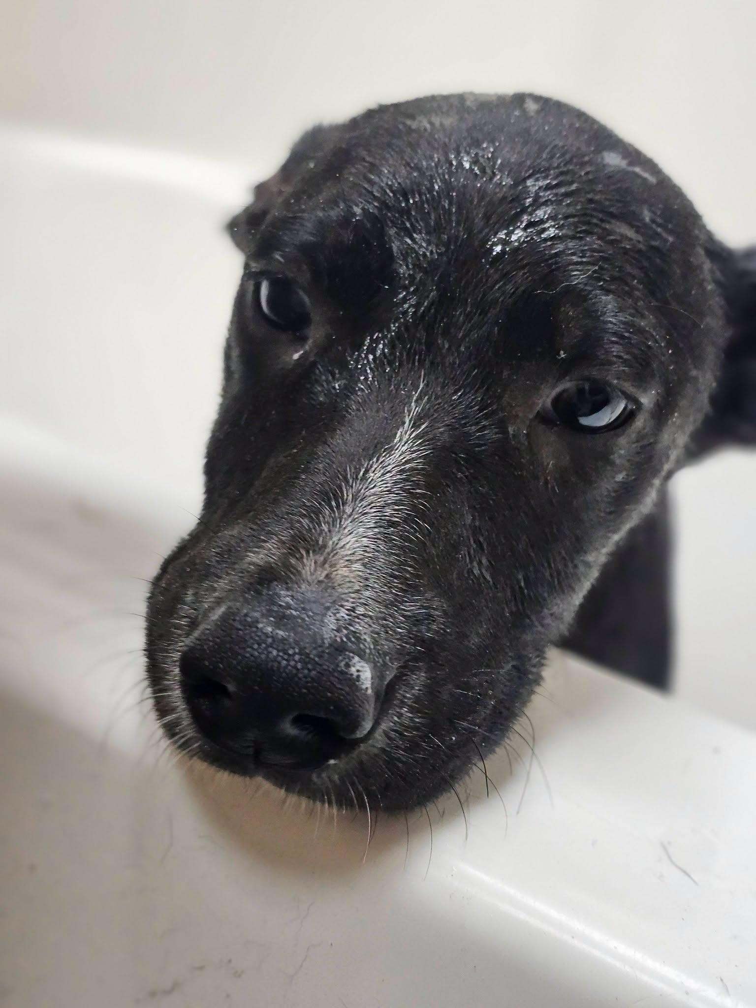Enlarge Bumble, an adopted Black Labrador Retriever in Fort Payne, AL image 3/4