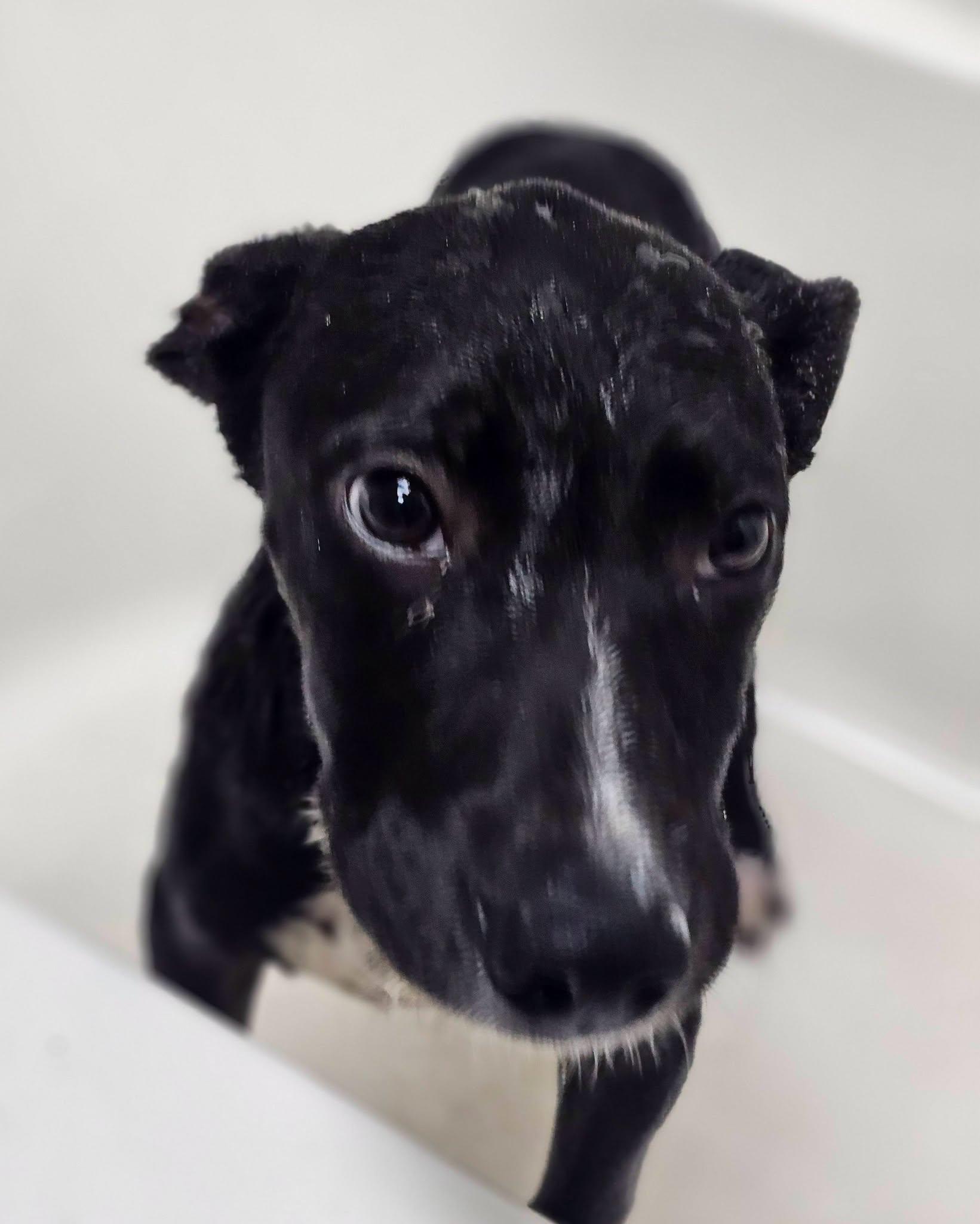 Enlarge Bumble, an adopted Black Labrador Retriever in Fort Payne, AL image 4/4