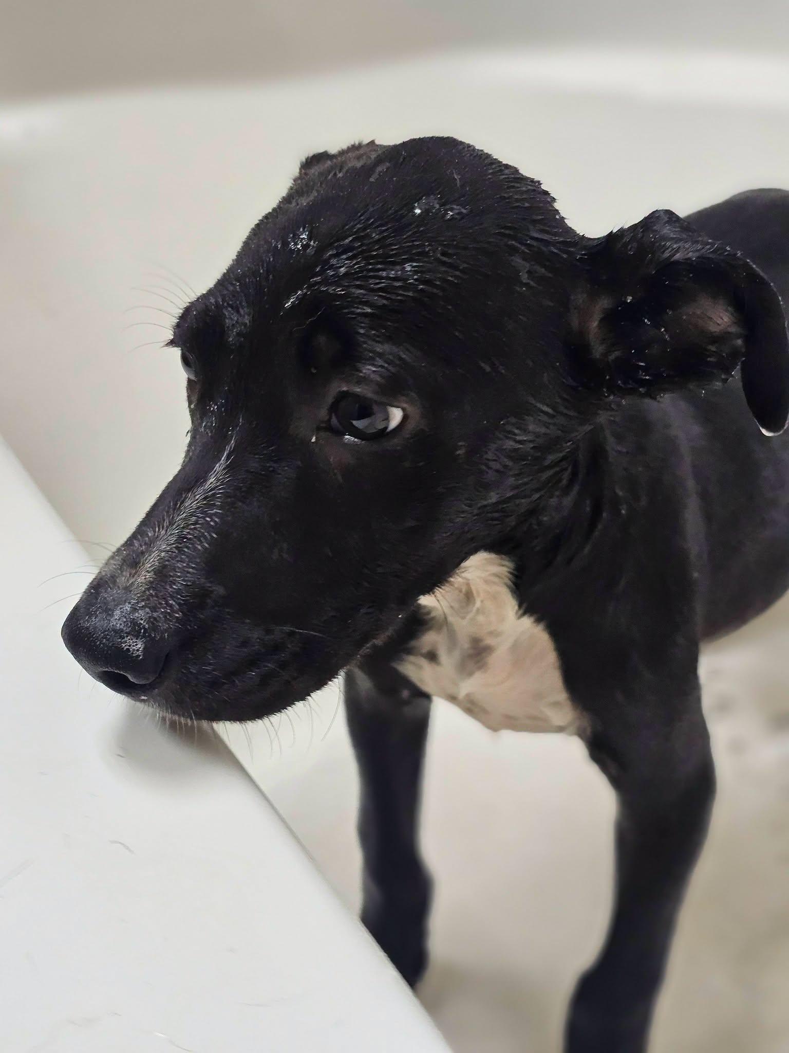Enlarge Bumble, an adopted Black Labrador Retriever in Fort Payne, AL image 2/4