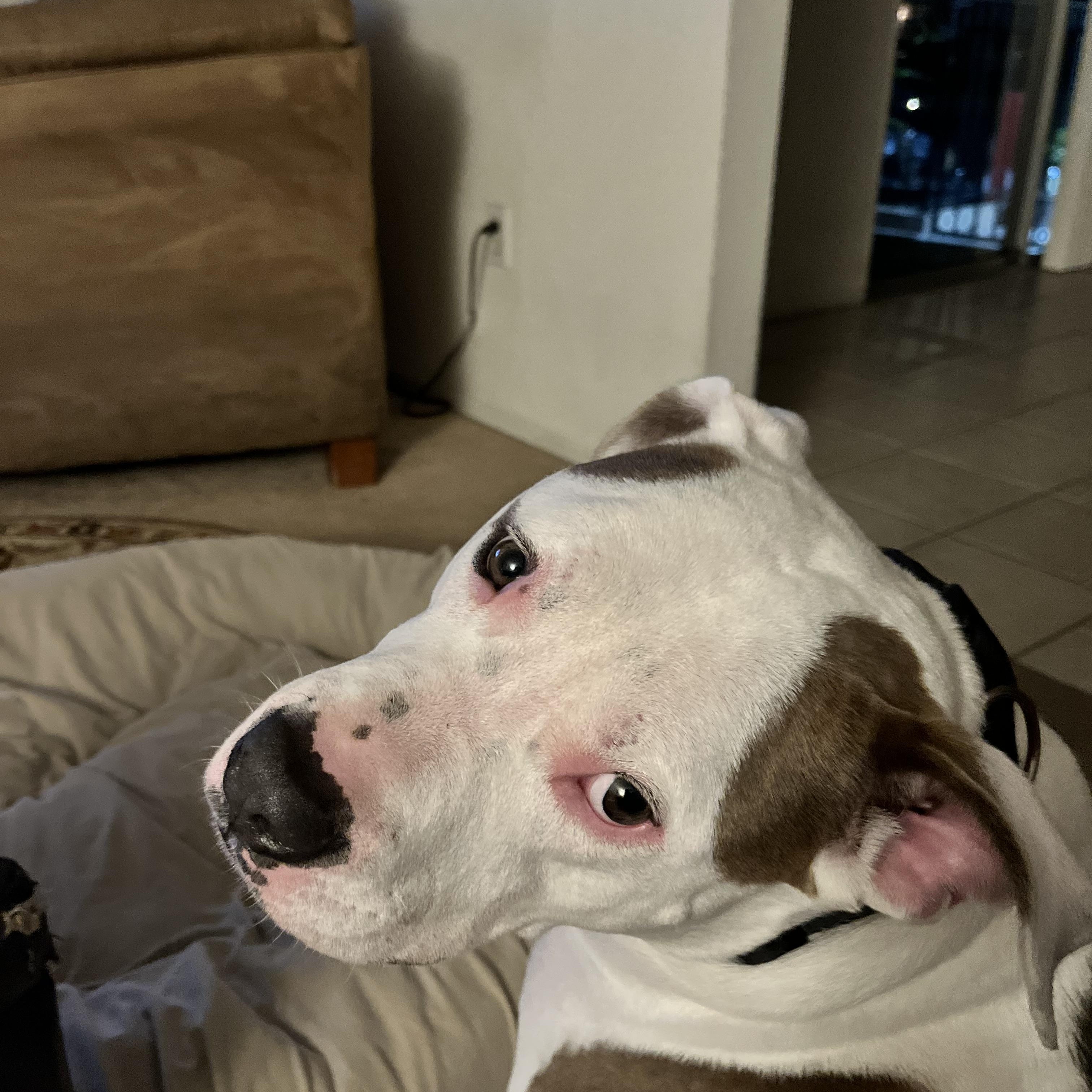 Enlarge Petey, an adopted American Staffordshire Terrier in Olympia, WA image 5/6