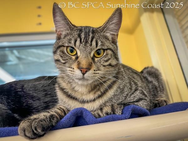 Enlarge Benny, a Adoptable mixed breed in Sechelt, BC image 2/6