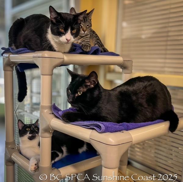 Enlarge Benny, a Adoptable mixed breed in Sechelt, BC image 3/6