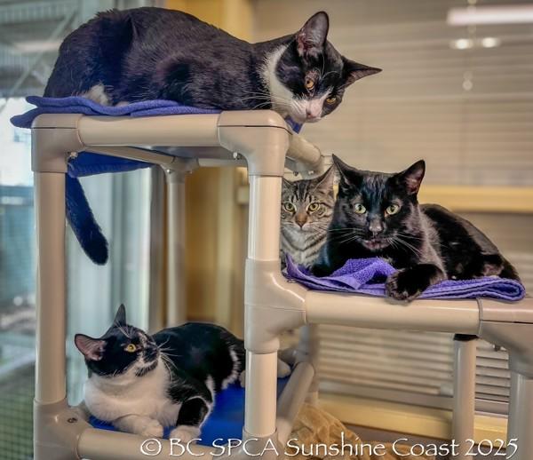 Enlarge Benny, a Adoptable mixed breed in Sechelt, BC image 5/6