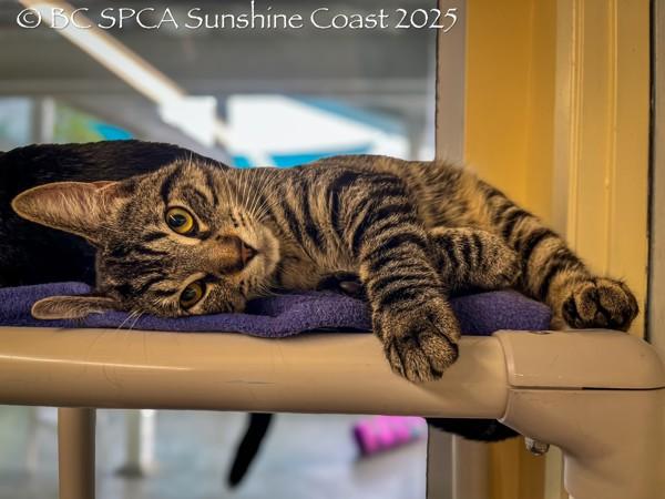 Enlarge Benny, a Adoptable mixed breed in Sechelt, BC image 6/6