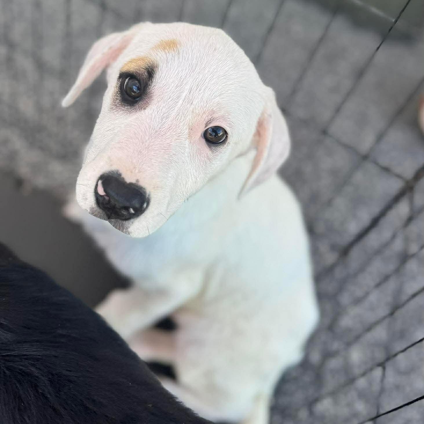 Enlarge Alpine, a ADOPTABLE Mixed Breed in Wando, SC image 4/6