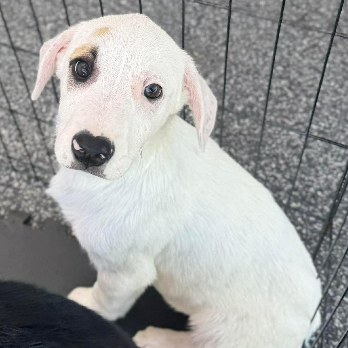 Alpine, ADOPTABLE, Puppy Male Mixed Breed.