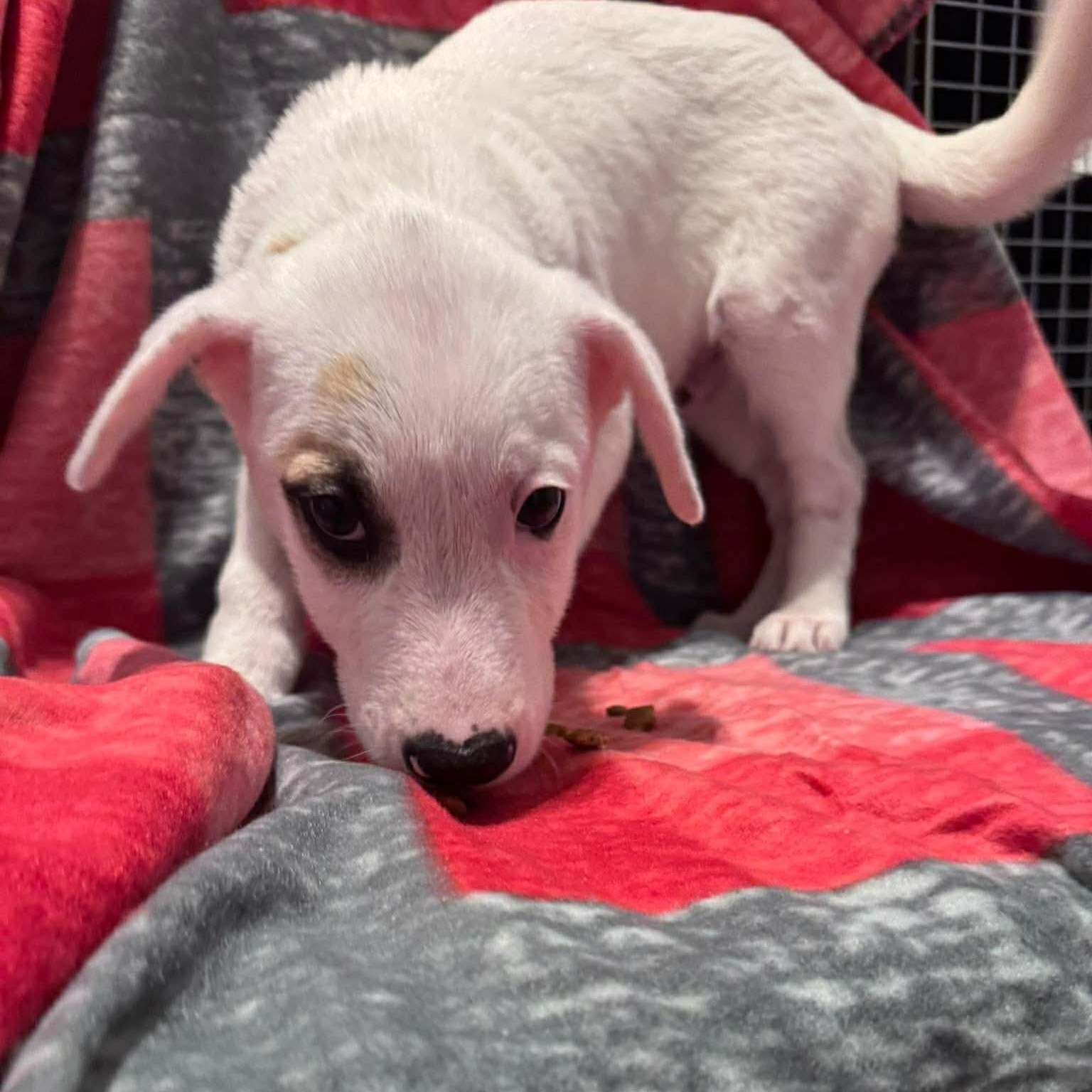 Enlarge Alpine, a ADOPTABLE Mixed Breed in Wando, SC image 3/6