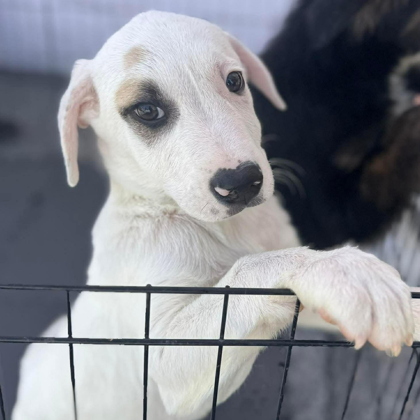 Enlarge Alpine, a ADOPTABLE Mixed Breed in Wando, SC image 5/6