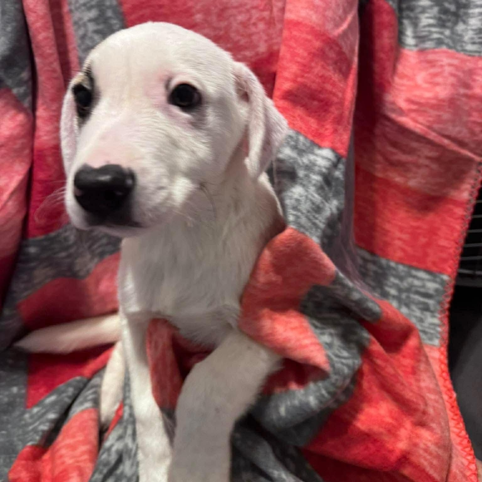 Enlarge Alpine, a ADOPTABLE Mixed Breed in Wando, SC image 2/6