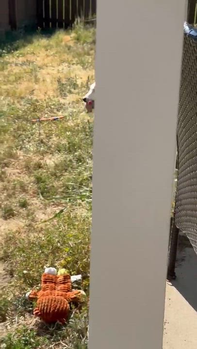 Enlarge Alpine, a ADOPTABLE Mixed Breed in Wando, SC video 6/6