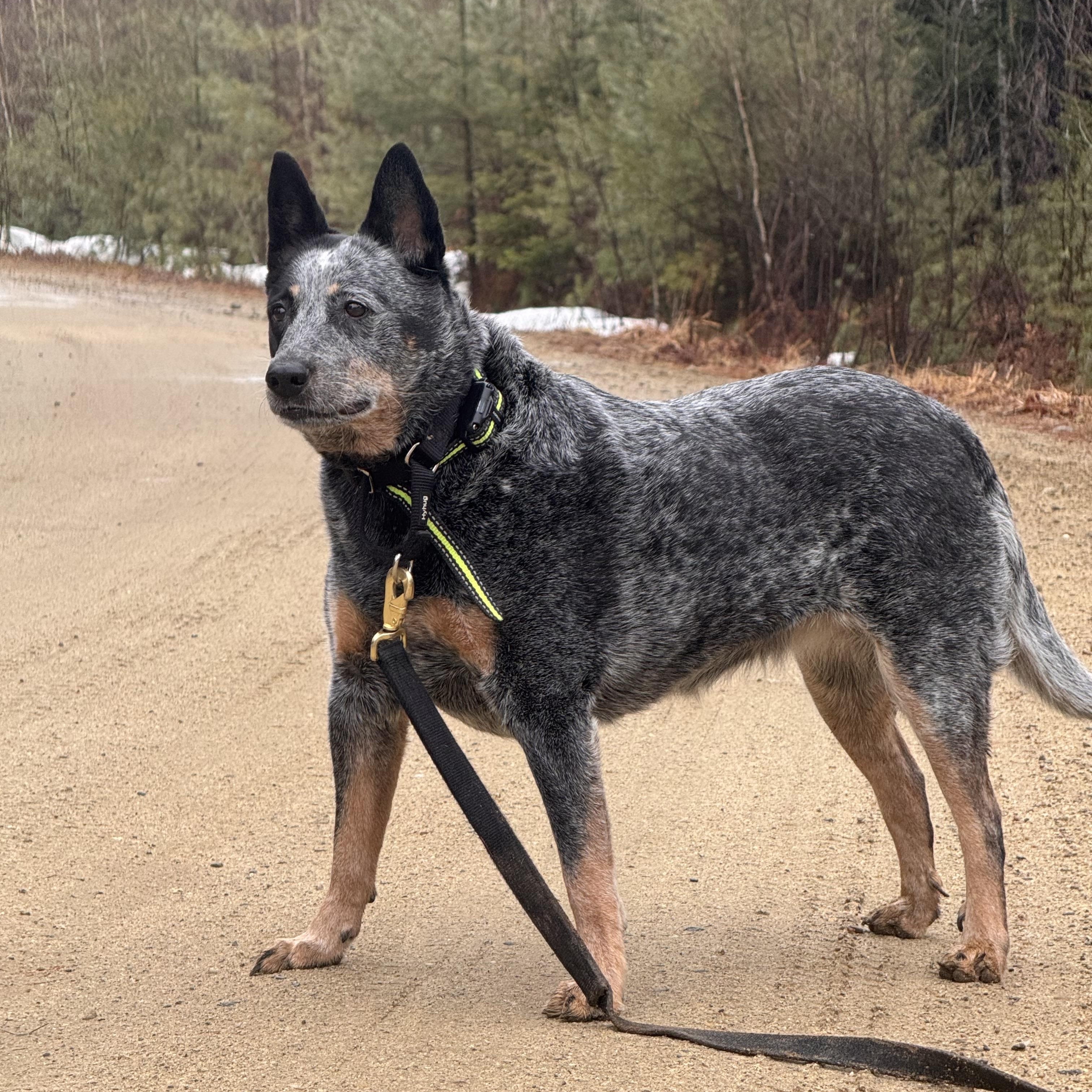 Enlarge Haley, an adoptable Australian Cattle Dog / Blue Heeler in Rumford, ME image 2/5
