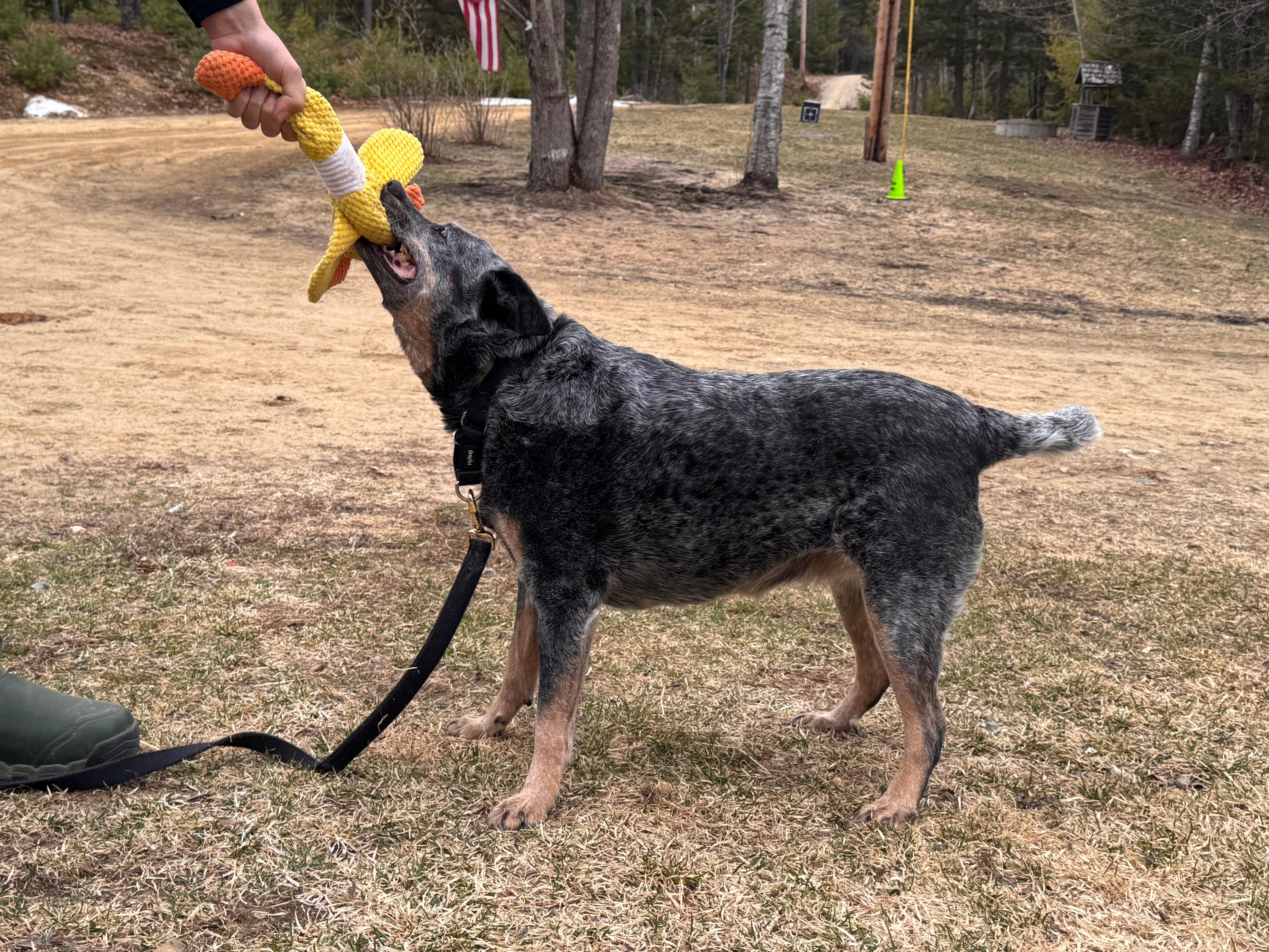 Enlarge Haley, an adoptable Australian Cattle Dog / Blue Heeler in Rumford, ME image 5/5