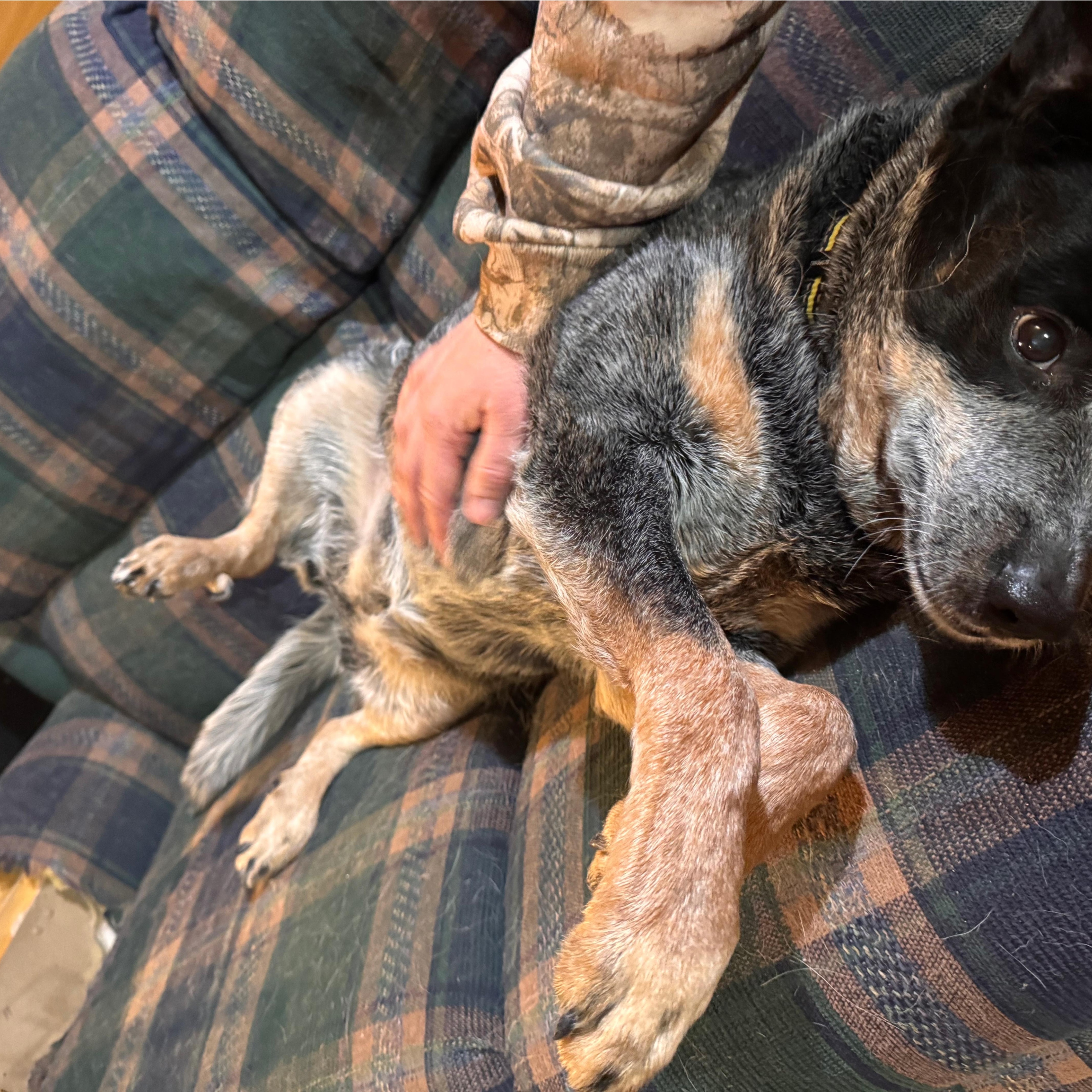 Enlarge Haley, an adoptable Australian Cattle Dog / Blue Heeler in Rumford, ME image 4/5