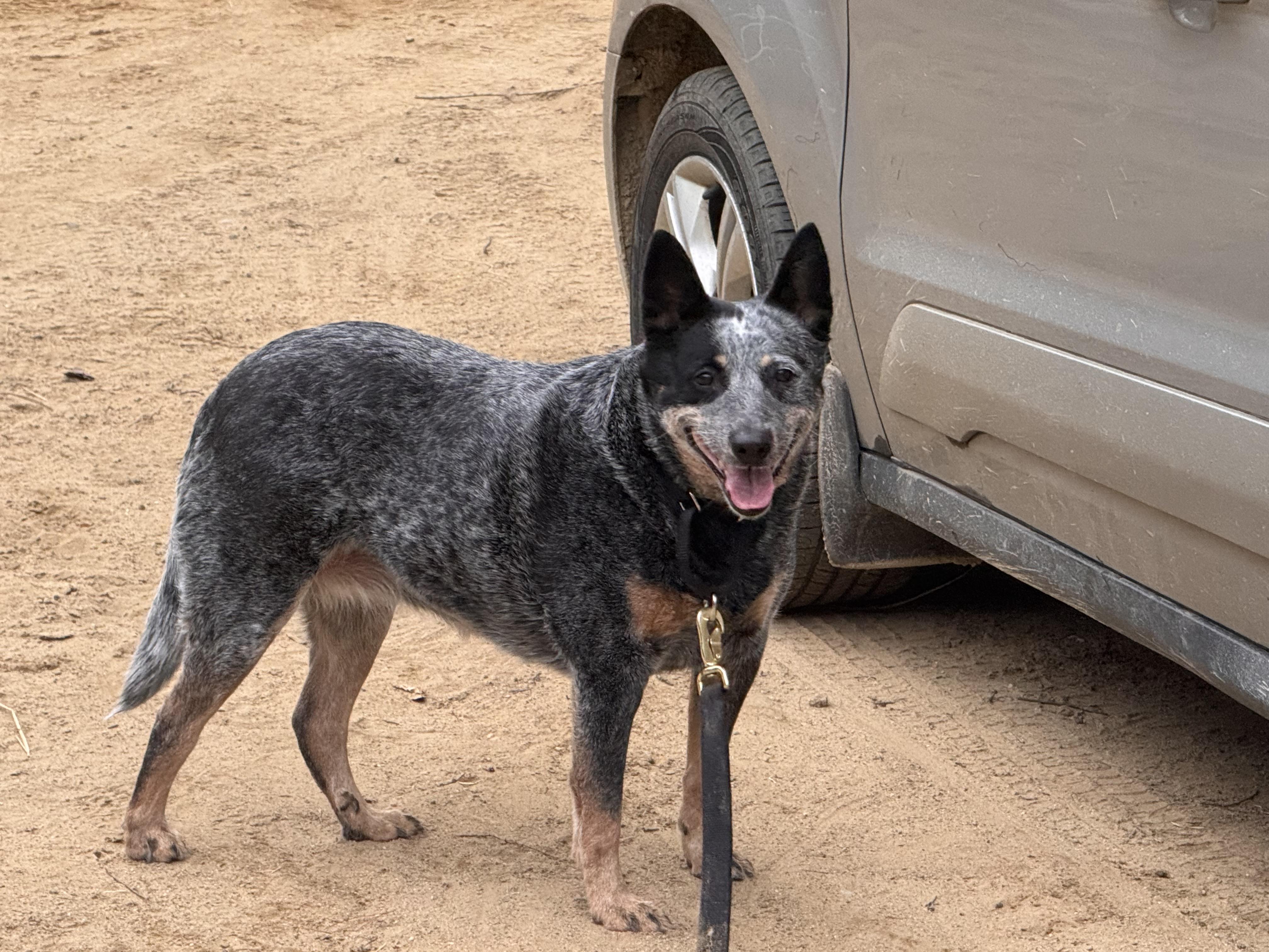 Haley, adoptable, Senior Female Australian Cattle Dog / Blue Heeler.