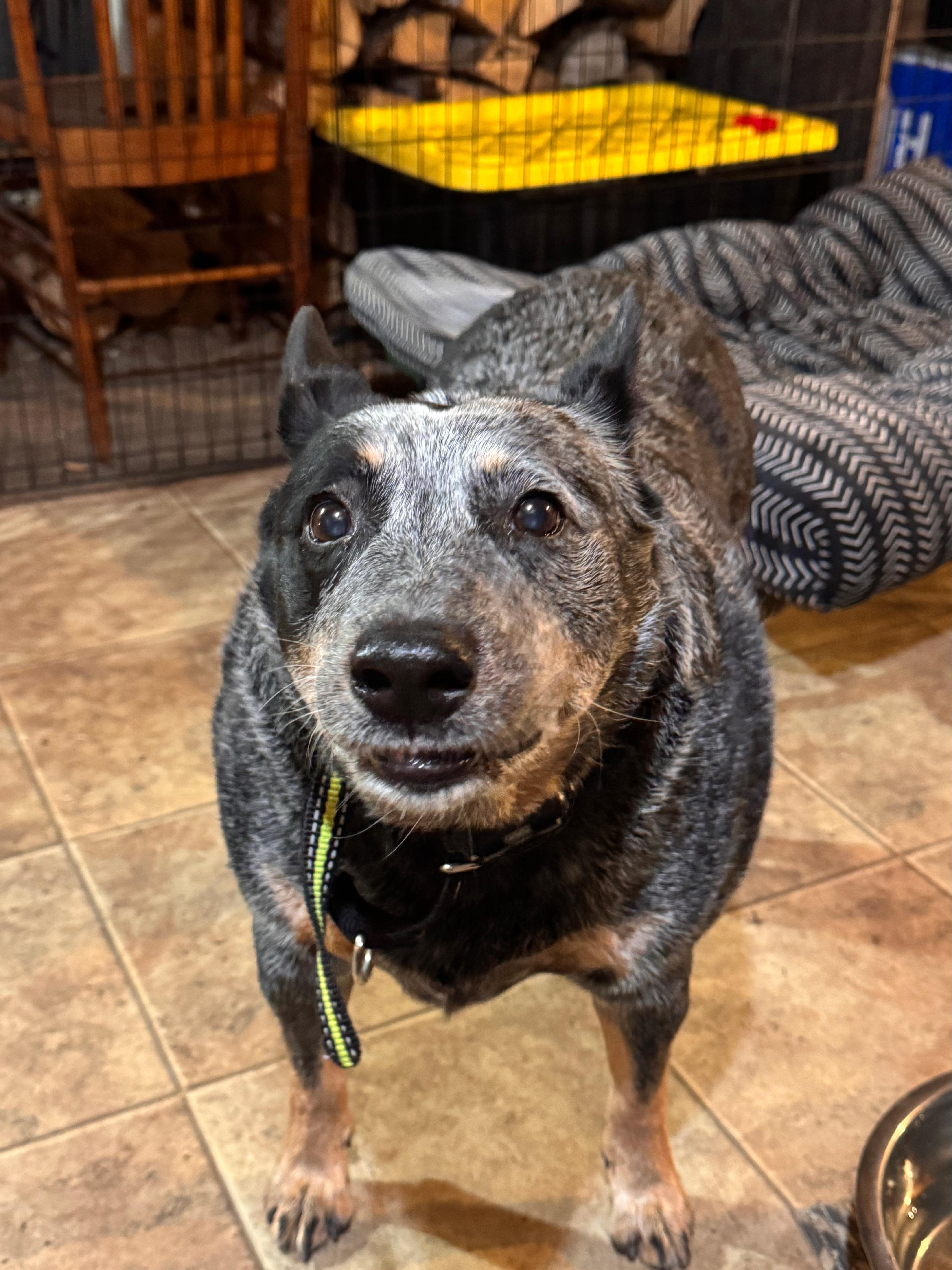 Enlarge Haley, an adoptable Australian Cattle Dog / Blue Heeler in Rumford, ME image 3/5