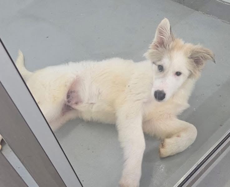 Mearle Haggard, a Adoptable mixed breed in Crandon, WI image 1/2