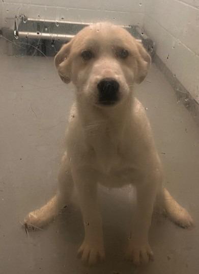 Mearle Haggard, a Adoptable mixed breed in Crandon, WI image 2/2