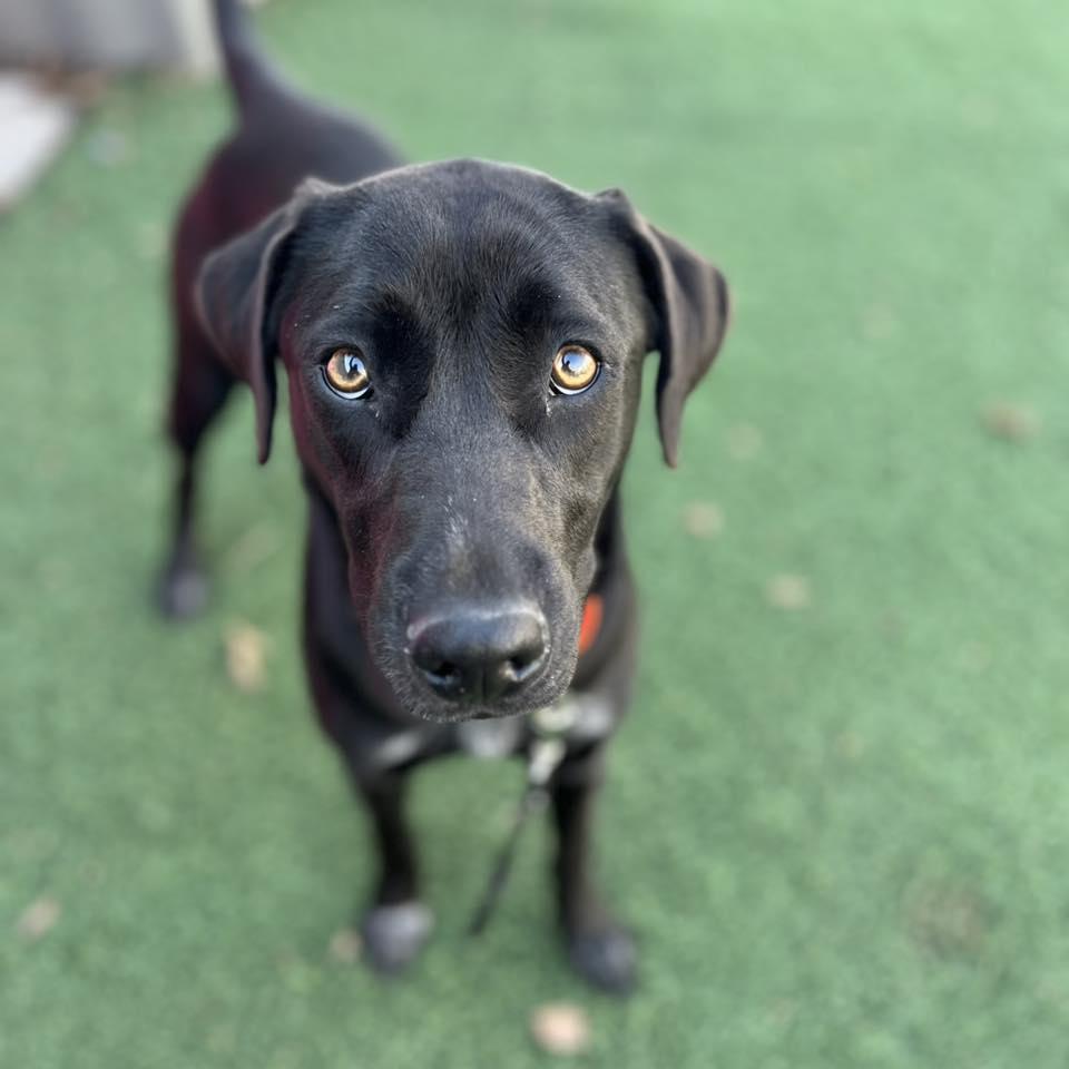 Enlarge Ripley, an adopted mixed breed in Whitehall, PA image 5/5